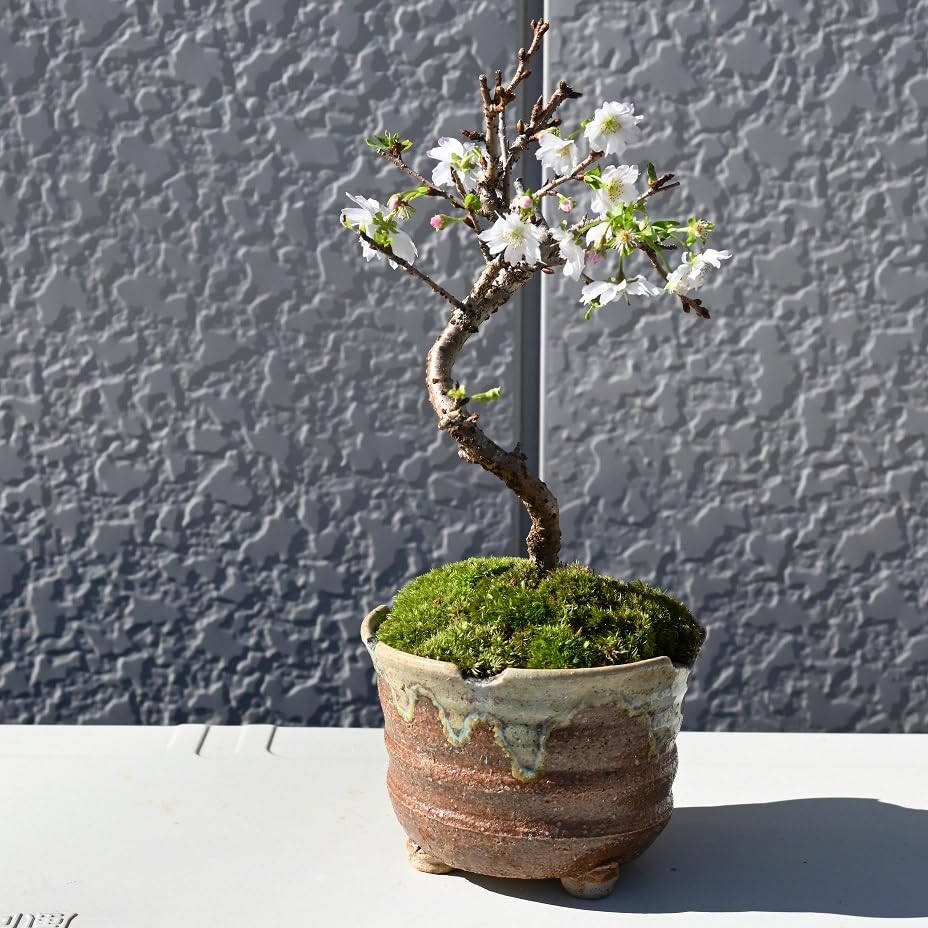 さつき 盆栽Japanese Azalea 図鑑 他合計10冊セット 超お買い得 さつき